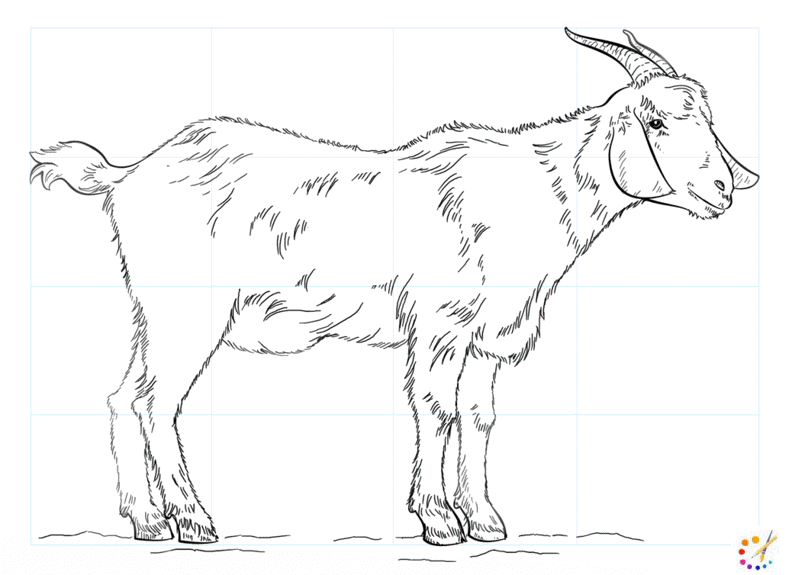 How to draw a goat