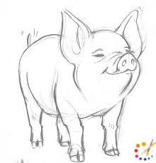 How to draw a pig