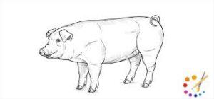 How to draw a pig