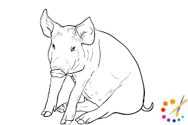 How to draw a pig