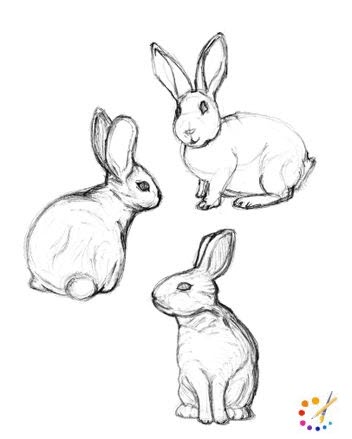 how to draw a rabbit