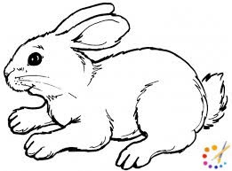 how to draw a rabbit