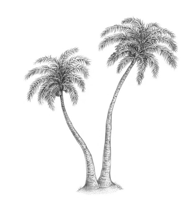 How to draw palm tree