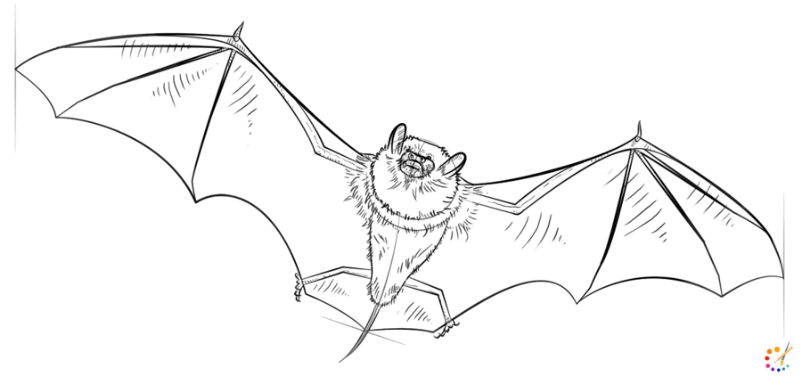 How to draw a bat