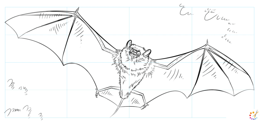 How to draw a bat