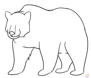 How to draw Bear