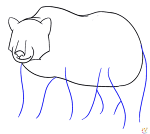 How to draw Bear