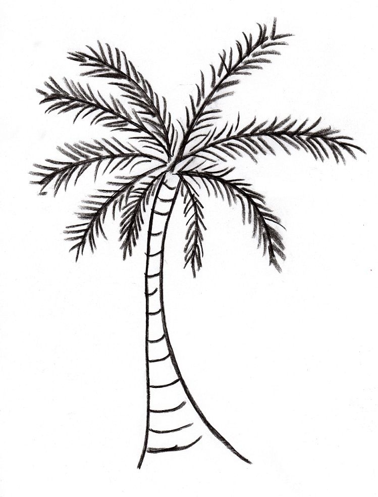 How to draw palm tree