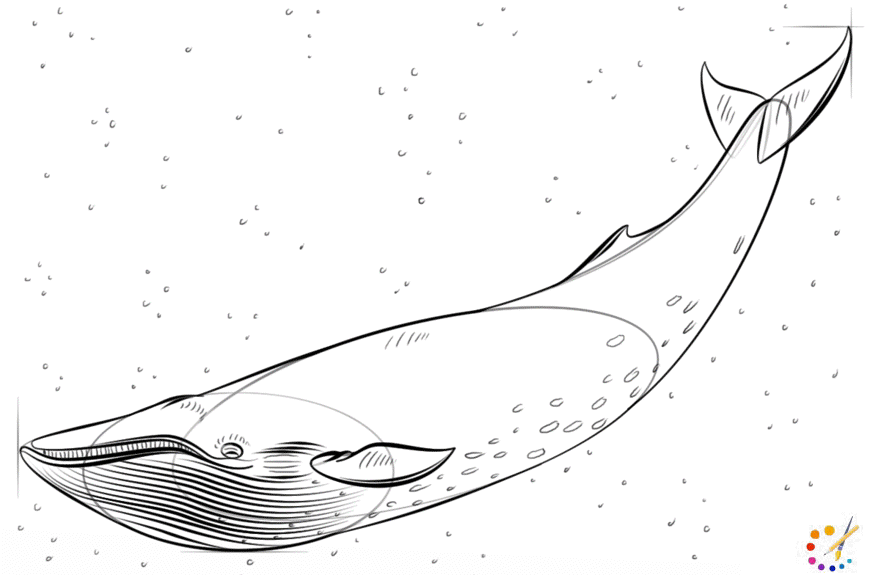 How to Draw whale