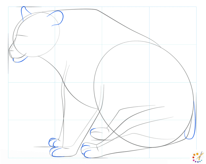 How to draw Bear