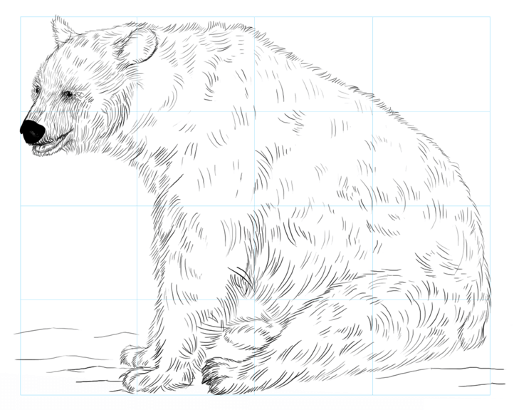 how to draw bear