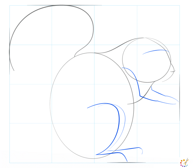 How to draw squirrel