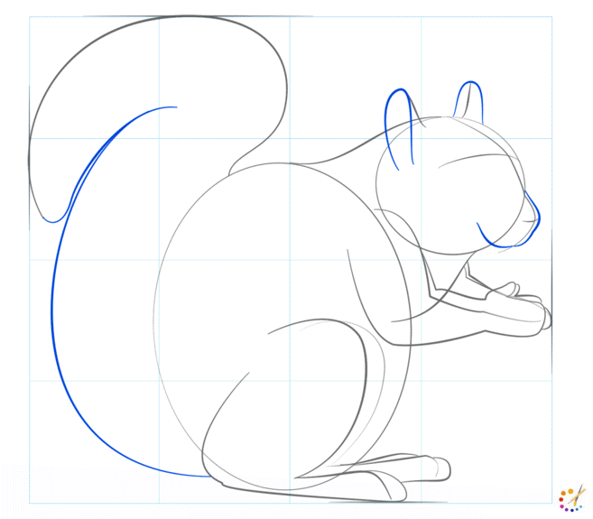 How to draw squirrel