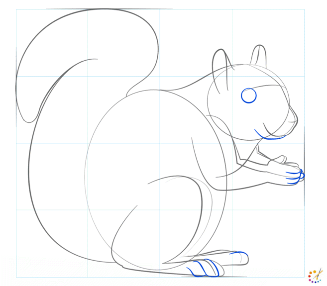 How to draw squirrel