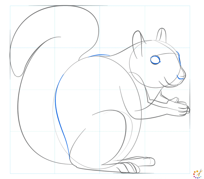 How to draw squirrel