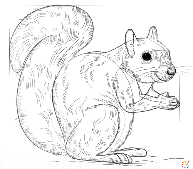 How to draw squirrel