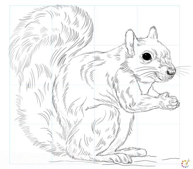 How to draw squirrel