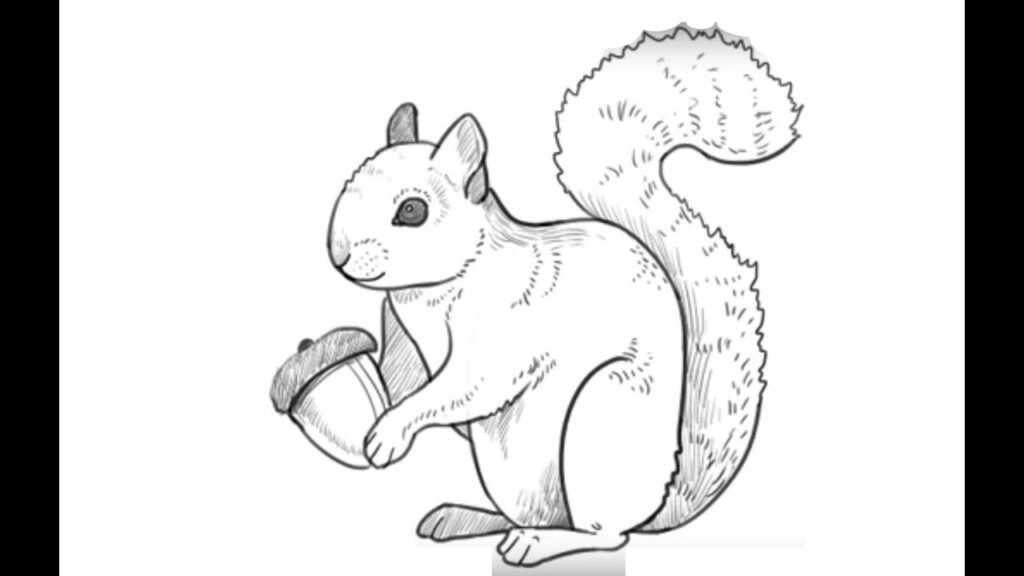 How to draw squirrel