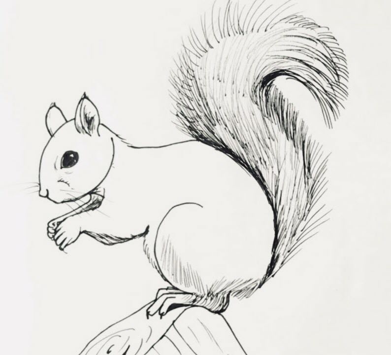 How to draw squirrel