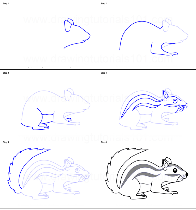 How to draw squirrel