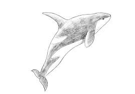 How to draw whale