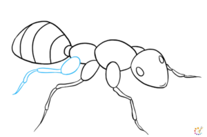 How to draw an ant