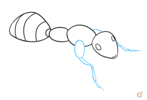 How to draw an ant