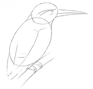 How to draw Kingfisher