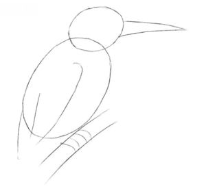 How to draw Kingfisher