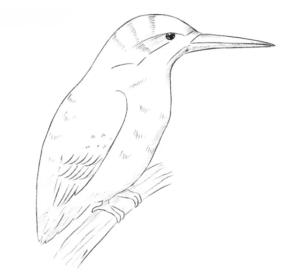 How to draw Kingfisher