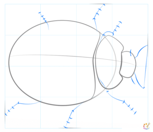 How to draw lady bug