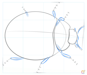 How to draw lady bug