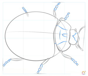 How to draw lady bug