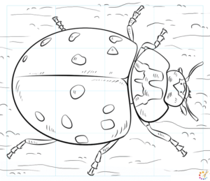 How to draw lady bug