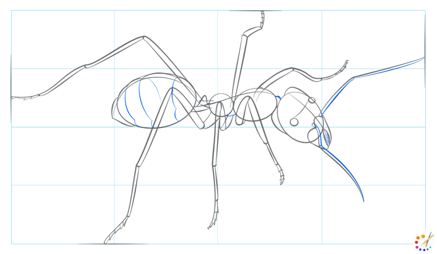 How to draw an ant