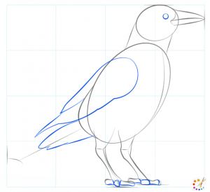 How to draw a crow