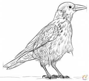 How to draw a crow