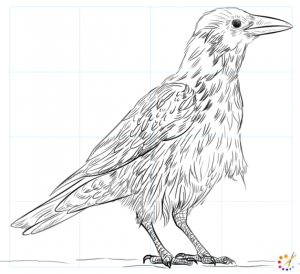 How to draw a crow