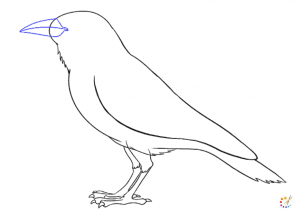 How to draw a crow