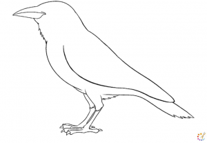 How to draw a crow