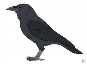 How to draw a crow