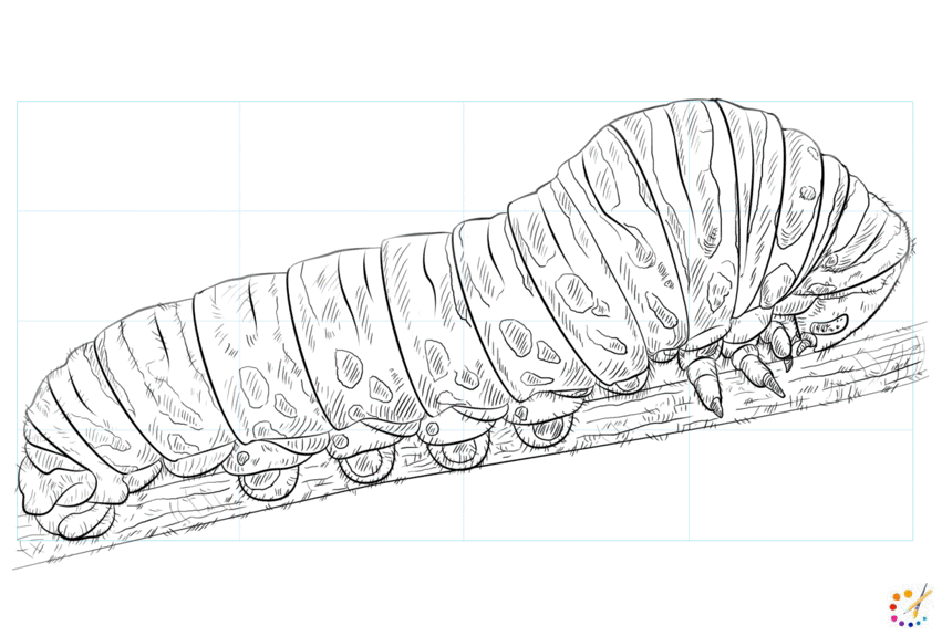 How to draw caterpillar