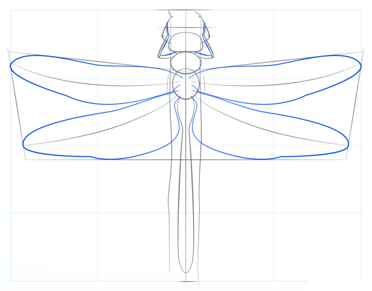 How to draw dragonfly