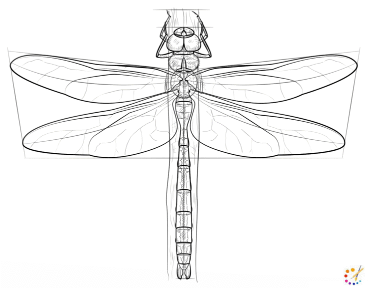 How to draw dragonfly