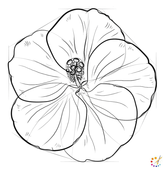 How to draw hibiscus