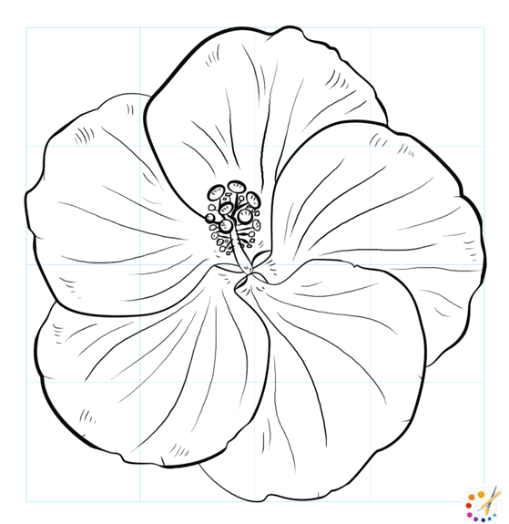 How to draw hibiscus