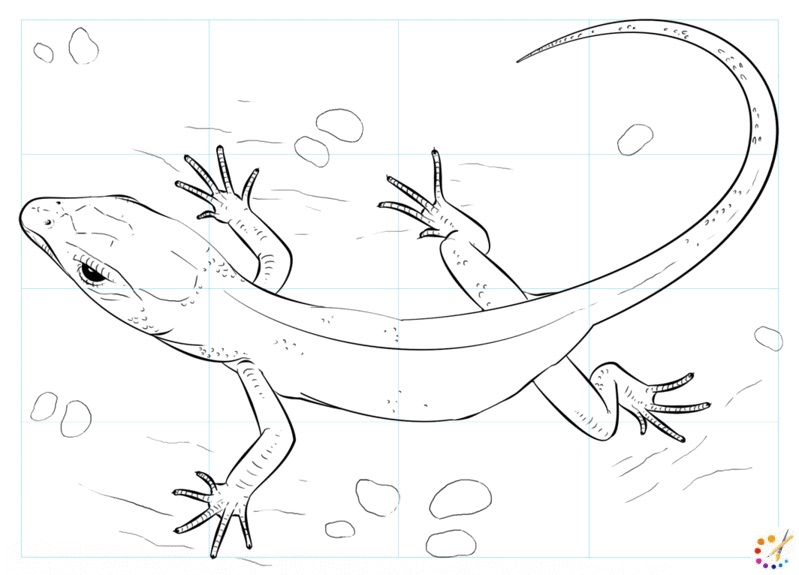 How to draw lizard