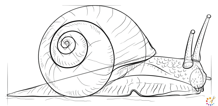 How to draw snail