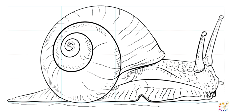 How to draw snail