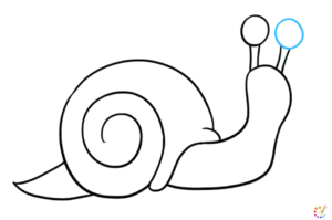 How to draw snail